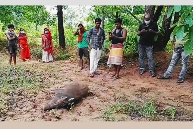 High-tension wires laid down in forest by Chhattisgarh Electricity Dept used by hunters to kill animals