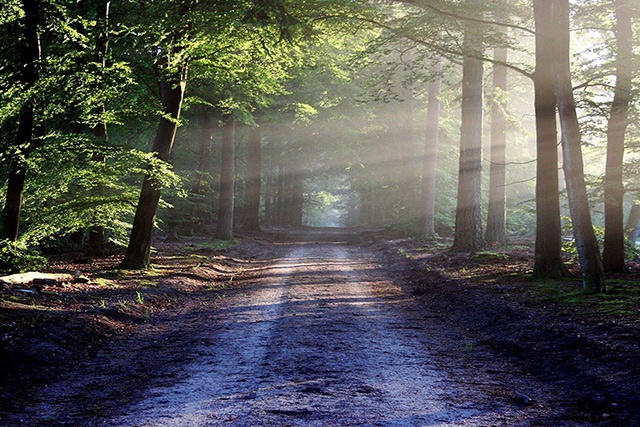 SCCL seeks diversion of forest land for mining